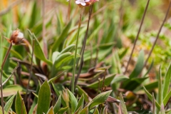 Armeria berlengensis