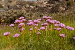 Armeria beirana