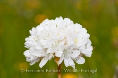 Armeria transmontana
