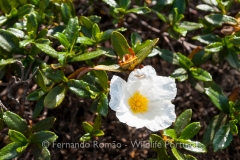 Cistus ladanifer sulcatus