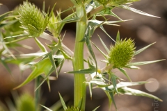 Erygium duriaei