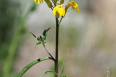 Erysimum merxmuelleri
