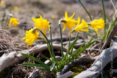 Narcissus asturiensis