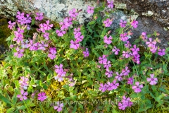Silene acutifolia