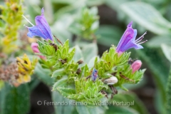 Echium rosulatum davaei