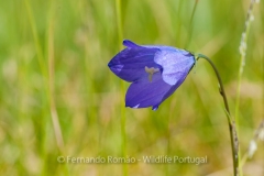 Campanula herminii