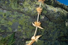 Gentiana lutea