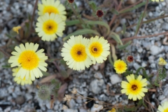 Hispidella hispanica