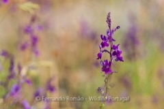 Linaria elegans