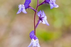 Linaria incarnata