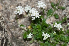 Murbeckiella boryi