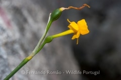 Narcissus calcicola