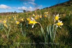 Narcissus pseudonarcissus nobilis