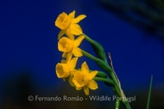 Narcissus scaberulus