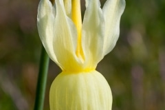 Narcissus triandrus