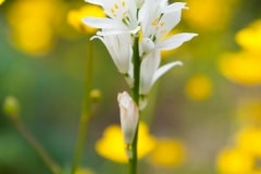 Ornithogalum concinnum
