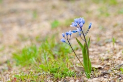 Scilla monophyllos